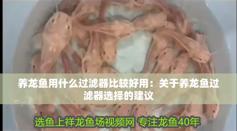 養(yǎng)龍魚用什么過濾器比較好用：關(guān)于養(yǎng)龍魚過濾器選擇的建議