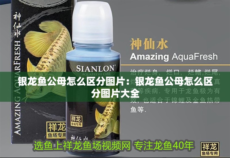 銀龍魚公母怎么區分圖片：銀龍魚公母怎么區分圖片大全