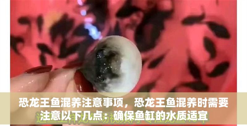 恐龍王魚(yú)混養(yǎng)注意事項(xiàng)，恐龍王魚(yú)混養(yǎng)時(shí)需要注意以下幾點(diǎn)：確保魚(yú)缸的水質(zhì)適宜