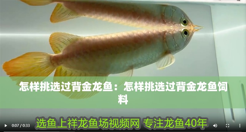 怎樣挑選過背金龍魚：怎樣挑選過背金龍魚飼料