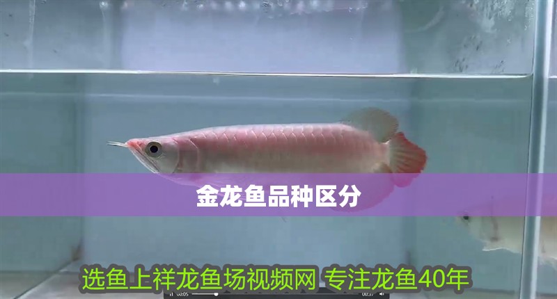 金龍魚品種區分