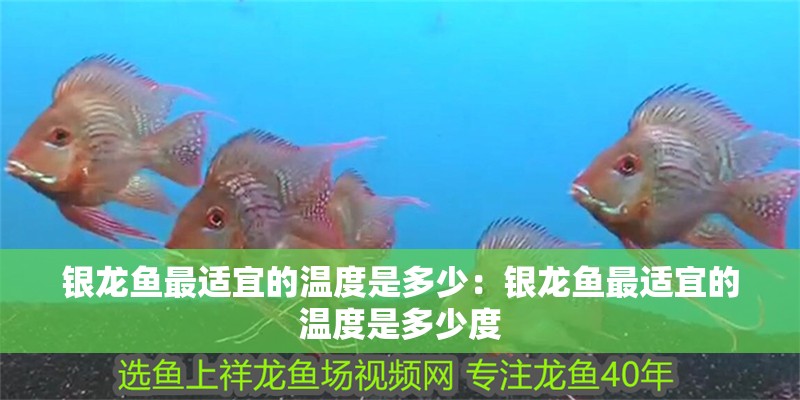 銀龍魚最適宜的溫度是多少：銀龍魚最適宜的溫度是多少度