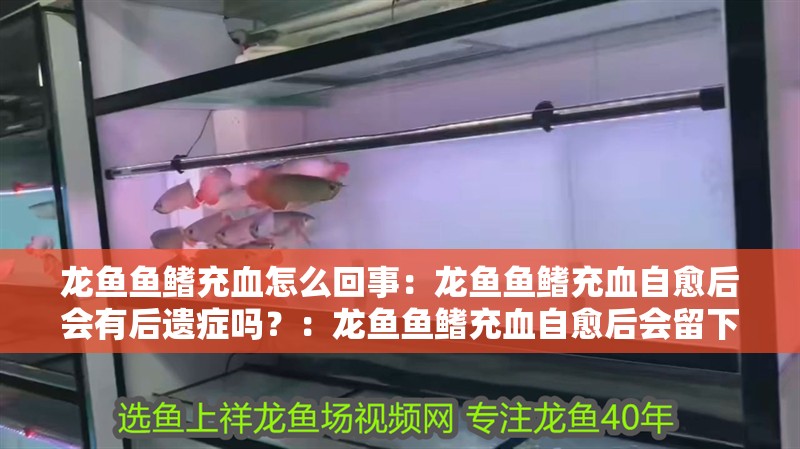 龍魚魚鰭充血怎么回事：龍魚魚鰭充血自愈后會有后遺癥嗎？：龍魚魚鰭充血自愈后會留下后遺癥嗎，龍魚魚鰭充血會留下后遺癥