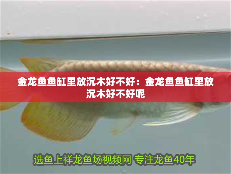 金龍魚魚缸里放沉木好不好：金龍魚魚缸里放沉木好不好呢