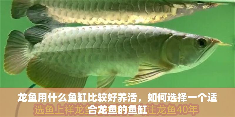 龍魚用什么魚缸比較好養活，如何選擇一個適合龍魚的魚缸