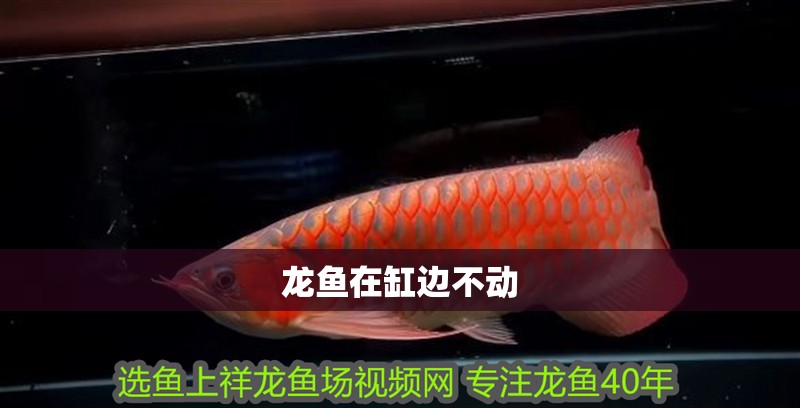 龍魚在缸邊不動