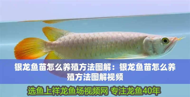 銀龍魚苗怎么養殖方法圖解：銀龍魚苗怎么養殖方法圖解視頻