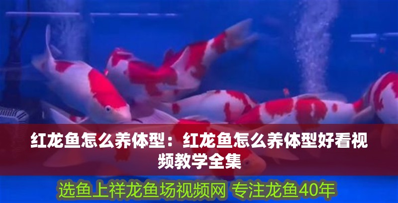 紅龍魚怎么養(yǎng)體型：紅龍魚怎么養(yǎng)體型好看視頻教學全集