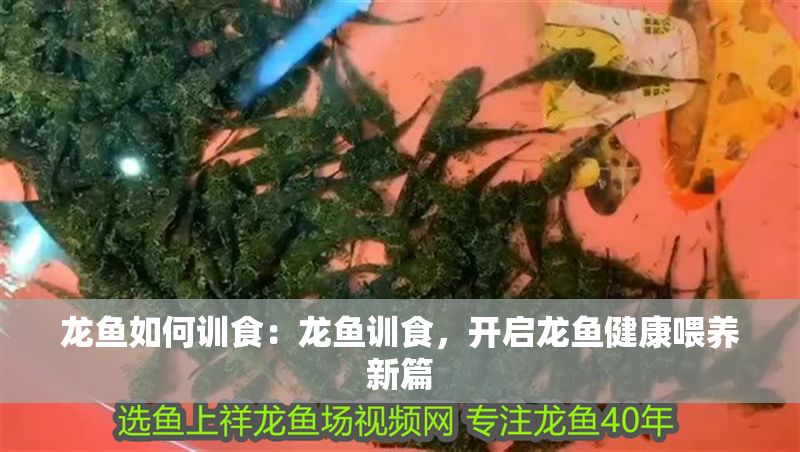 龍魚如何訓食：龍魚訓食，開啟龍魚健康喂養新篇