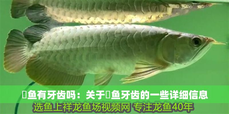 魟魚有牙齒嗎：關于魟魚牙齒的一些詳細信息