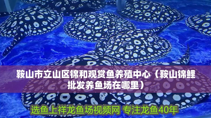 鞍山市立山區(qū)錦和觀賞魚養(yǎng)殖中心（鞍山錦鯉批發(fā)養(yǎng)魚場在哪里）