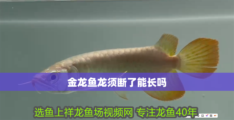 金龍魚(yú)龍須斷了能長(zhǎng)嗎