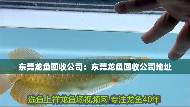 東莞龍魚回收公司：東莞龍魚回收公司地址