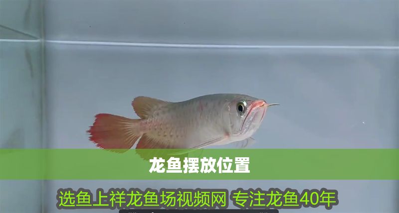 龍魚擺放位置