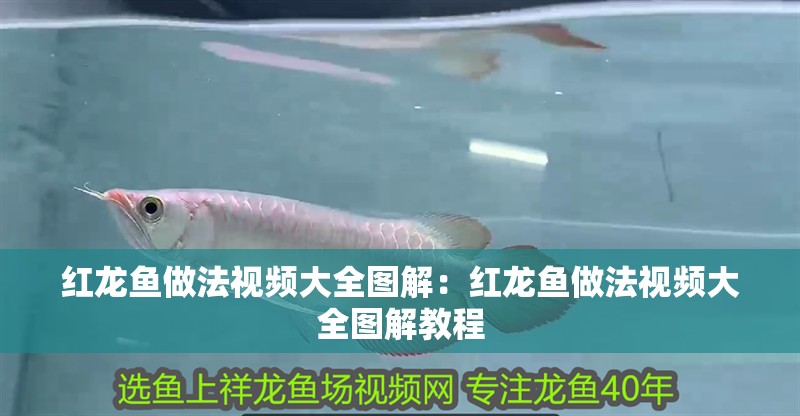 紅龍魚做法視頻大全圖解：紅龍魚做法視頻大全圖解教程