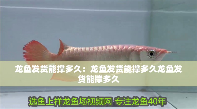 龍魚發貨能撐多久：龍魚發貨能撐多久龍魚發貨能撐多久