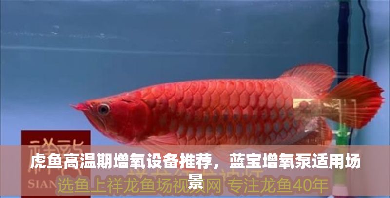 虎魚(yú)高溫期增氧設(shè)備推薦，藍(lán)寶增氧泵適用場(chǎng)景