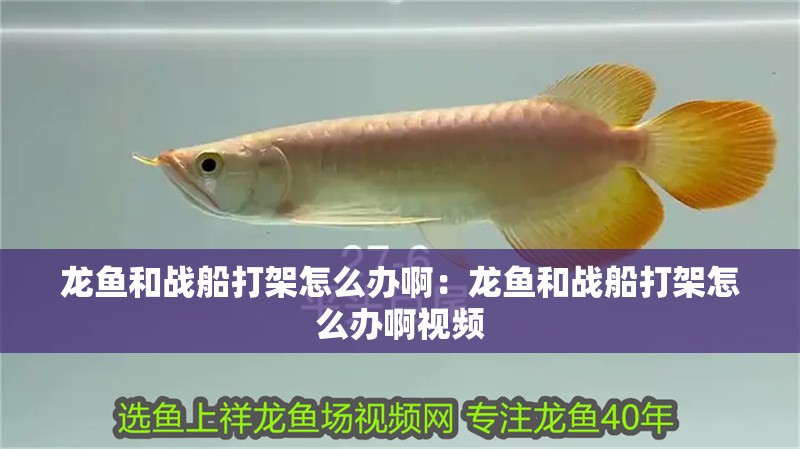 龍魚和戰(zhàn)船打架怎么辦啊：龍魚和戰(zhàn)船打架怎么辦啊視頻