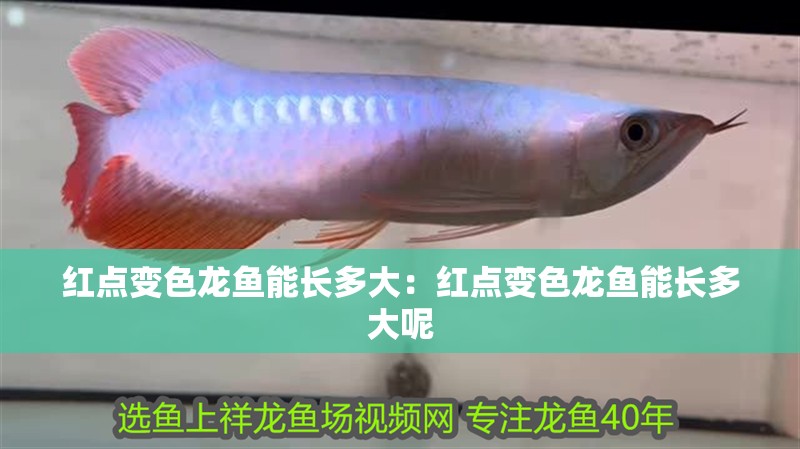 紅點變色龍魚能長多大：紅點變色龍魚能長多大呢