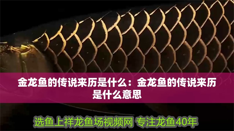 金龍魚的傳說來歷是什么：金龍魚的傳說來歷是什么意思