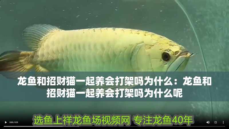 龍魚和招財貓一起養會打架嗎為什么：龍魚和招財貓一起養會打架嗎為什么呢