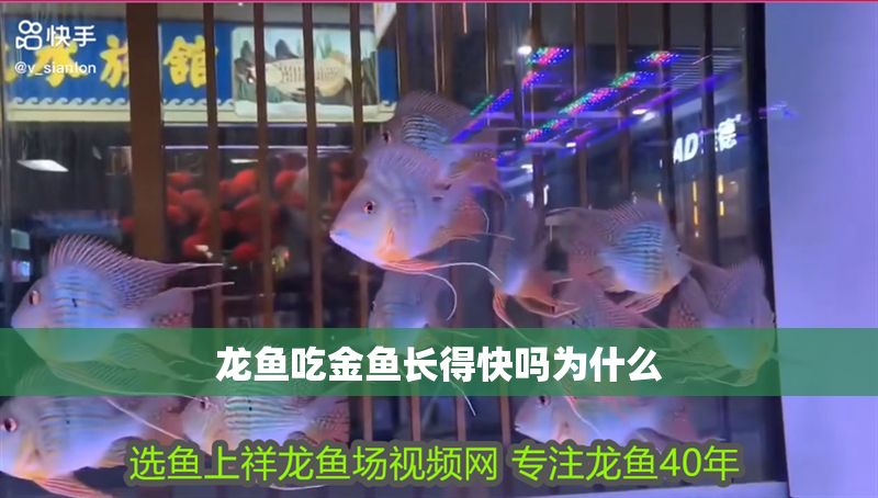 龍魚吃金魚長得快嗎為什么