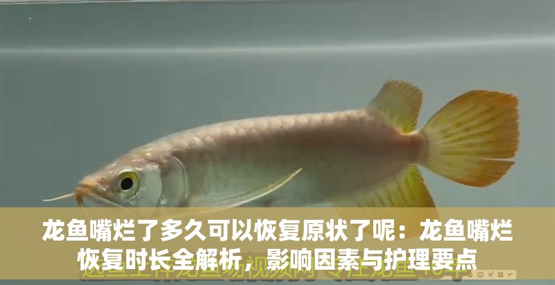 龍魚嘴爛了多久可以恢復(fù)原狀了呢：龍魚嘴爛恢復(fù)時(shí)長全解析，影響因素與護(hù)理要點(diǎn)