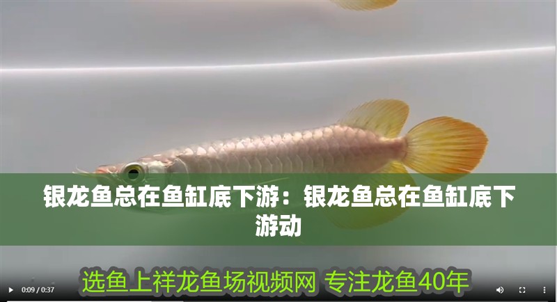 銀龍魚總在魚缸底下游：銀龍魚總在魚缸底下游動