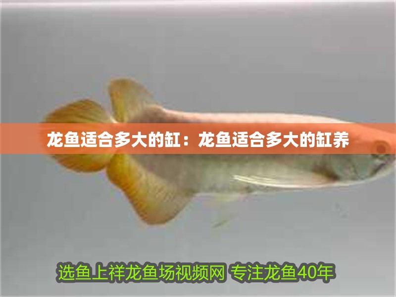龍魚適合多大的缸：龍魚適合多大的缸養(yǎng)