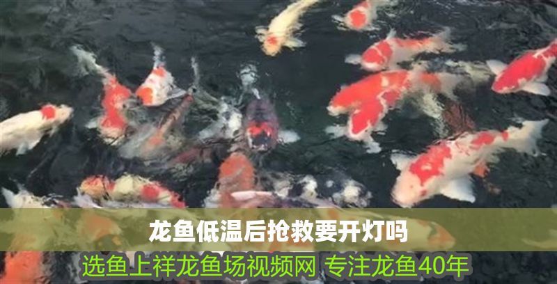 龍魚低溫后搶救要開燈嗎