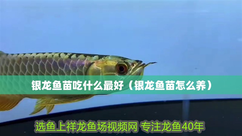 銀龍魚苗吃什么最好（銀龍魚苗怎么養）