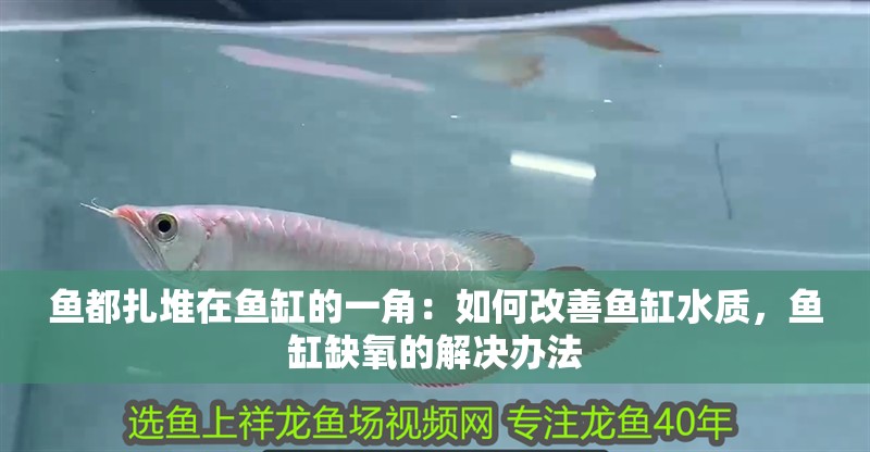 魚都扎堆在魚缸的一角：如何改善魚缸水質(zhì)，魚缸缺氧的解決辦法