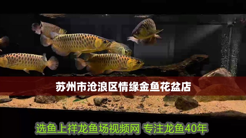 蘇州市滄浪區(qū)情緣金魚花盆店