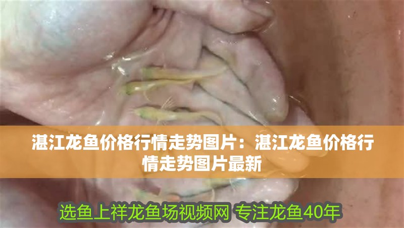 湛江龍魚價格行情走勢圖片：湛江龍魚價格行情走勢圖片最新