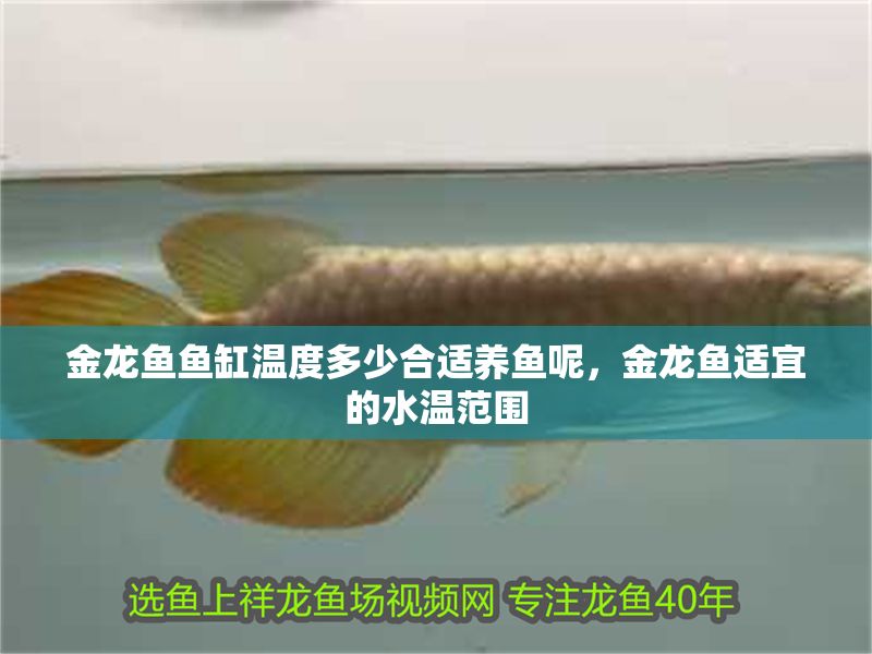 金龍魚魚缸溫度多少合適養魚呢，金龍魚適宜的水溫范圍