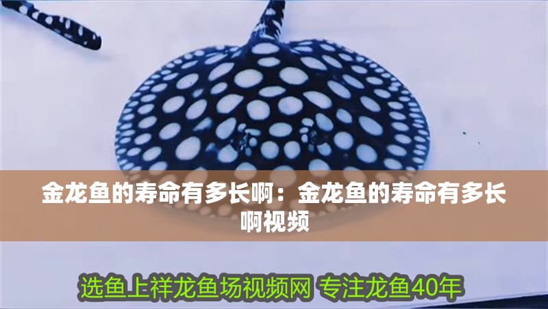 金龍魚的壽命有多長啊：金龍魚的壽命有多長啊視頻