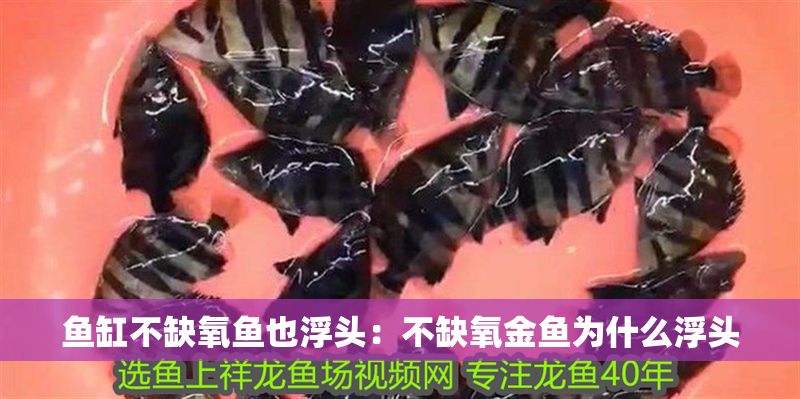 魚缸不缺氧魚也浮頭：不缺氧金魚為什么浮頭