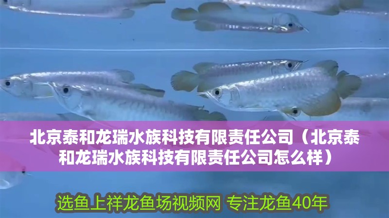 北京泰和龍瑞水族科技有限責任公司（北京泰和龍瑞水族科技有限責任公司怎么樣）