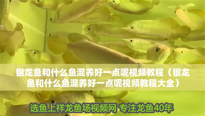 銀龍魚和什么魚混養(yǎng)好一點呢視頻教程（銀龍魚和什么魚混養(yǎng)好一點呢視頻教程大全）