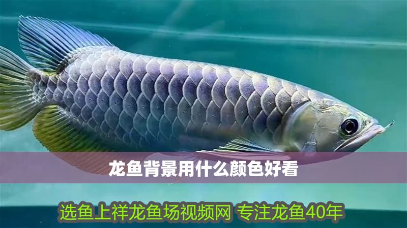 龍魚背景用什么顏色好看