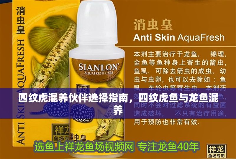 四紋虎混養伙伴選擇指南，四紋虎魚與龍魚混養