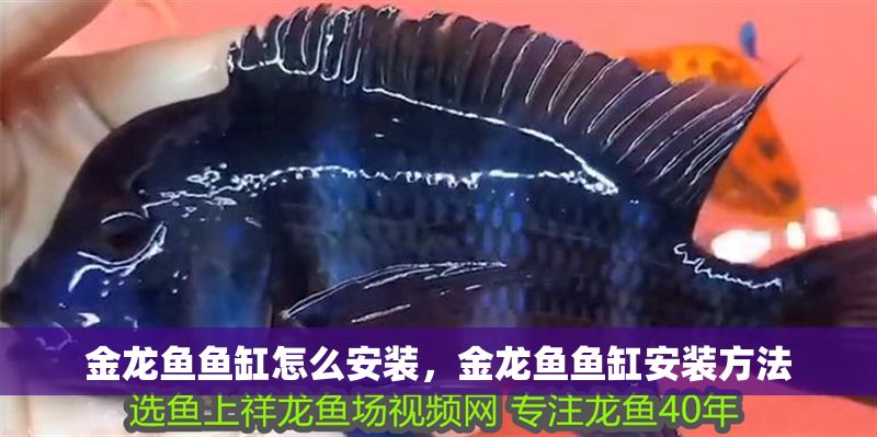 金龍魚魚缸怎么安裝，金龍魚魚缸安裝方法