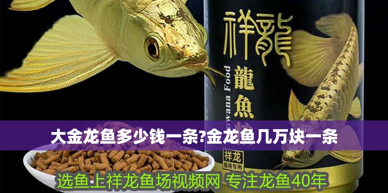大金龍魚多少錢一條?金龍魚幾萬(wàn)塊一條