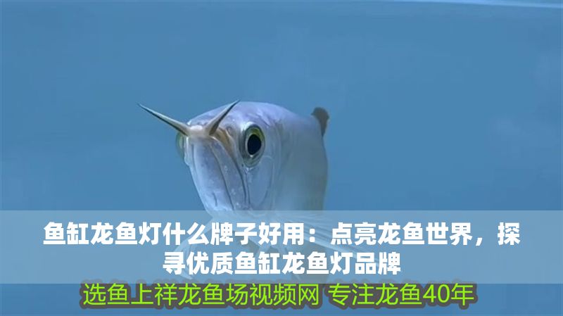 魚缸龍魚燈什么牌子好用：點亮龍魚世界，探尋優質魚缸龍魚燈品牌