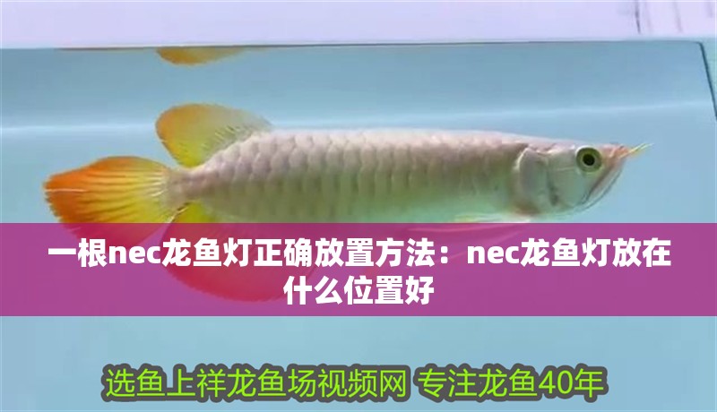 一根nec龍魚燈正確放置方法：nec龍魚燈放在什么位置好
