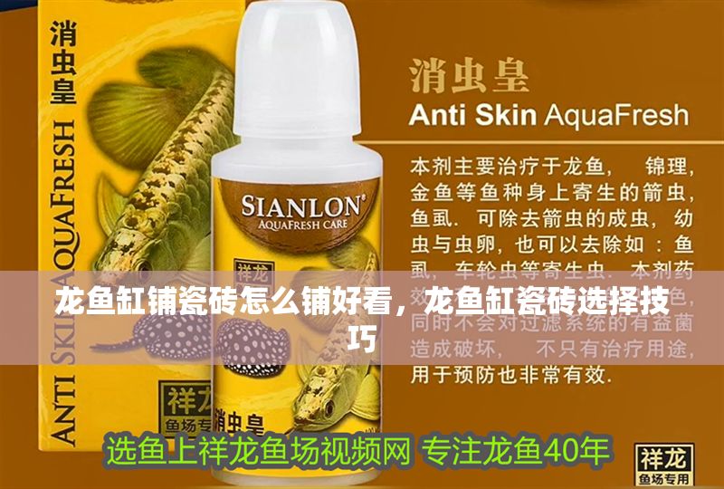 龍魚缸鋪瓷磚怎么鋪好看，龍魚缸瓷磚選擇技巧