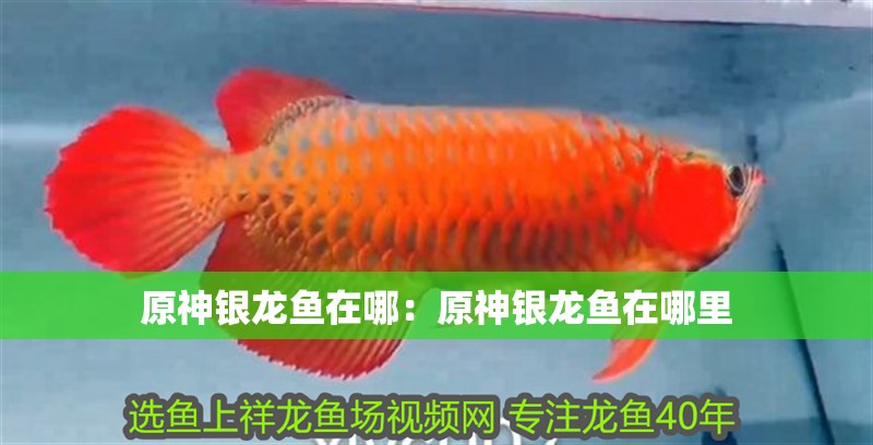 原神銀龍魚(yú)在哪：原神銀龍魚(yú)在哪里