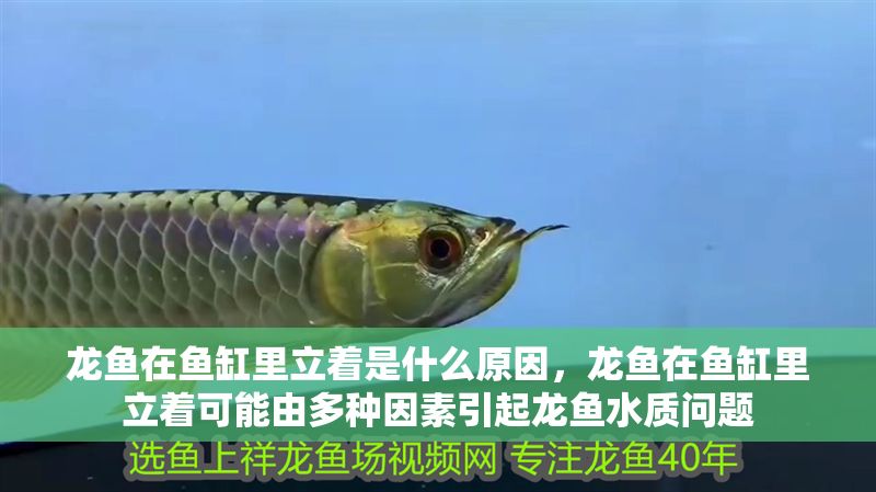 龍魚在魚缸里立著是什么原因，龍魚在魚缸里立著可能由多種因素引起龍魚水質(zhì)問(wèn)題