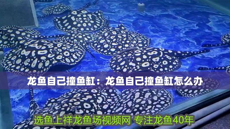 龍魚自己撞魚缸：龍魚自己撞魚缸怎么辦
