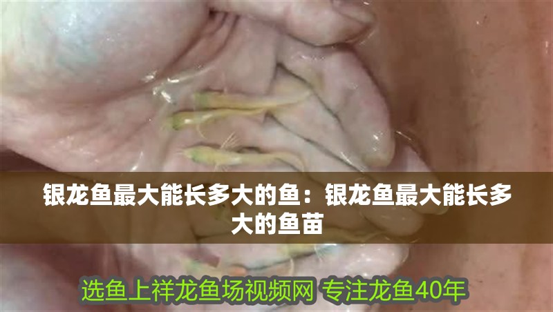 銀龍魚最大能長多大的魚：銀龍魚最大能長多大的魚苗 銀龍魚最大能長多大的魚：銀龍魚最大能長多大的魚苗 水族問答